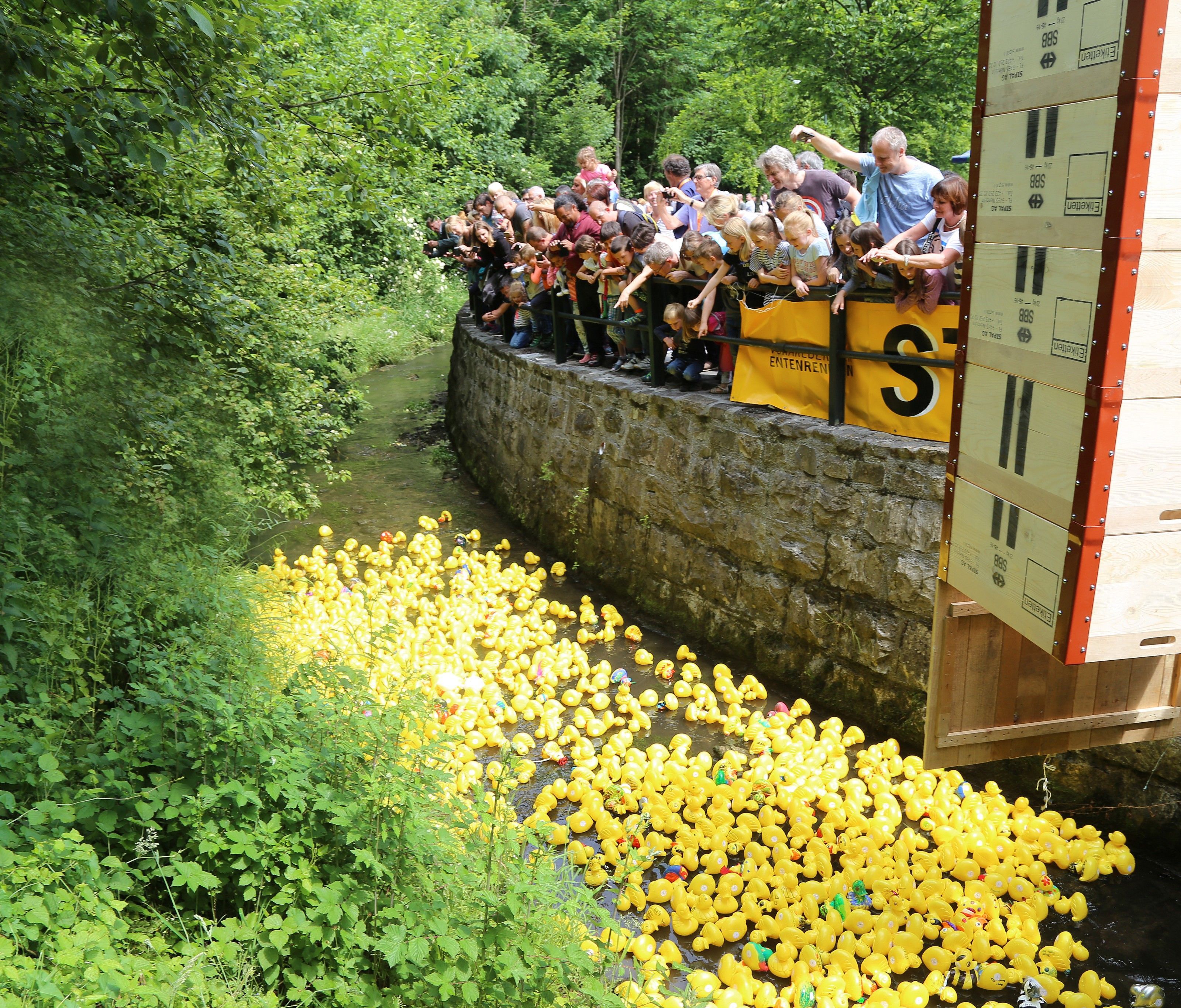 Über 1200 Enten waren entschlossen, das Rennen für „Netz für Kinder“ zu gewinnen. Über 1200 Enten waren entschlossen, das Rennen für „Netz für Kinder“ zu gewinnen.