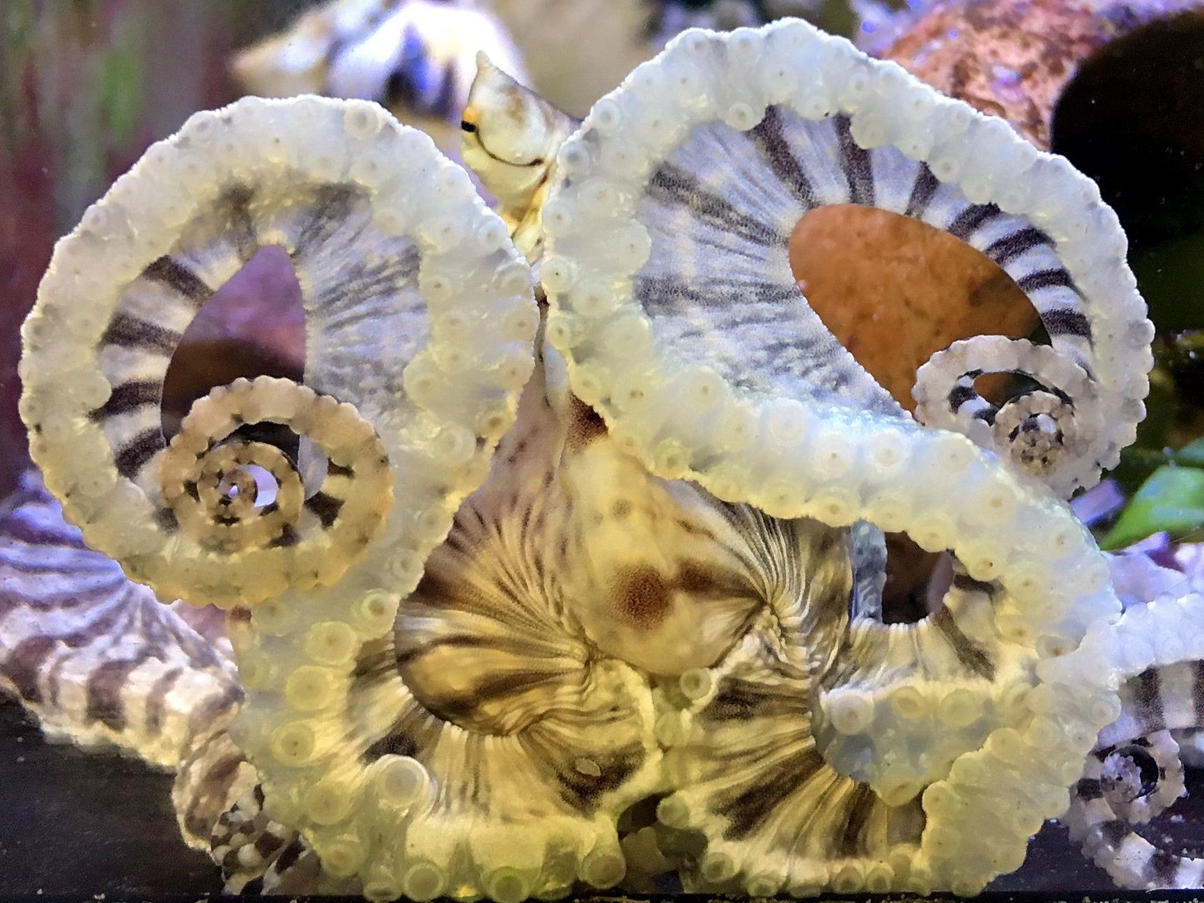 Der Mimik-Oktopus im Haus des Meeres - gibt er sich hier als Brille aus?