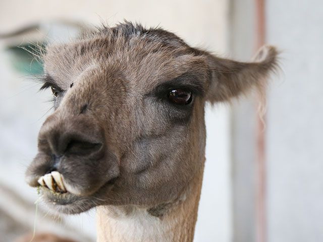 Es waren diese wunderschönen Augen ... Es waren diese wunderschönen Augen ...
