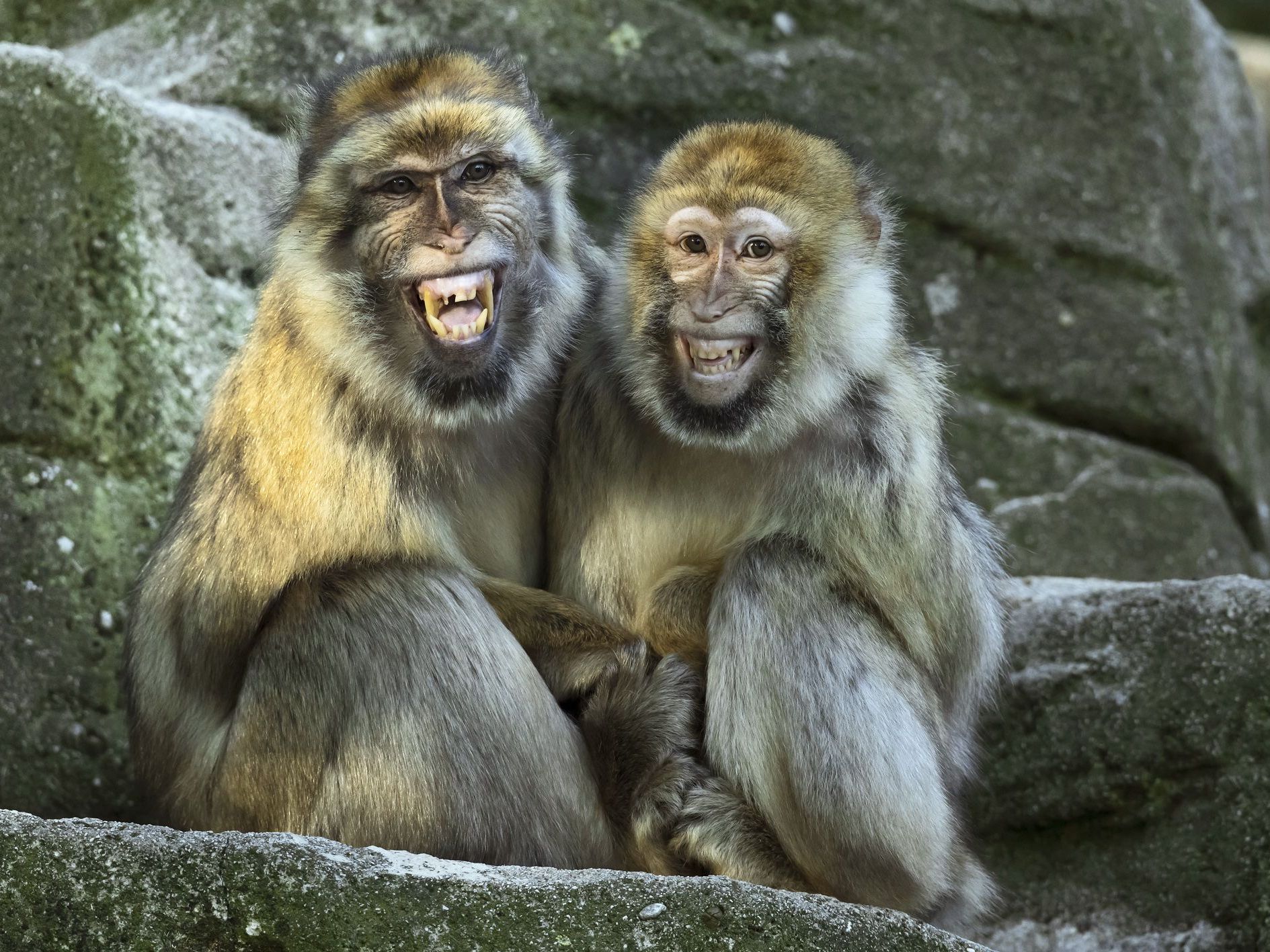 Ein lehrreiches Programm wartet bei den Berberaffen-Tagen in Schönbrunn