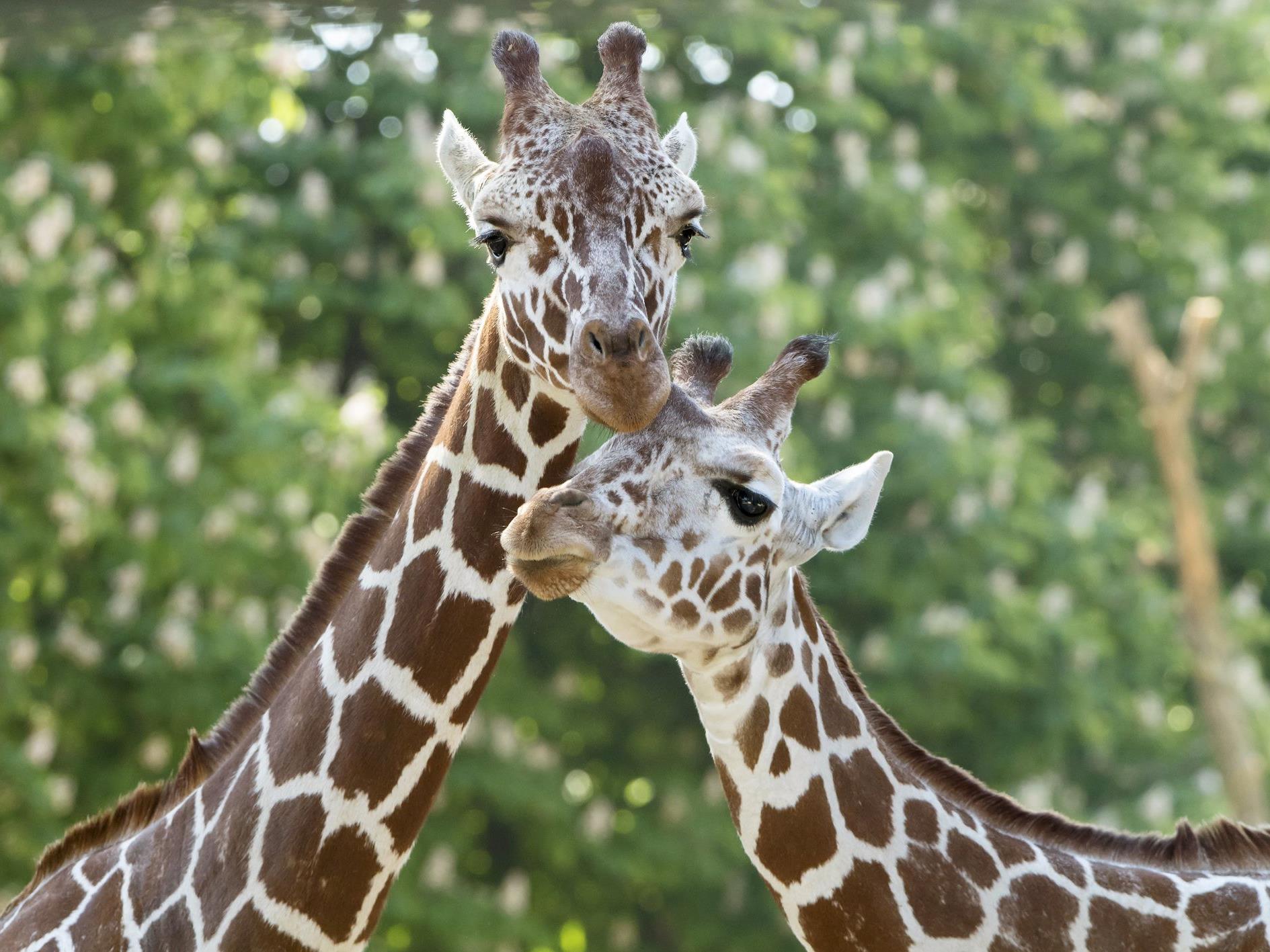 Der Tiergarten Schönbrunn lädt zum großen Giraffenfest