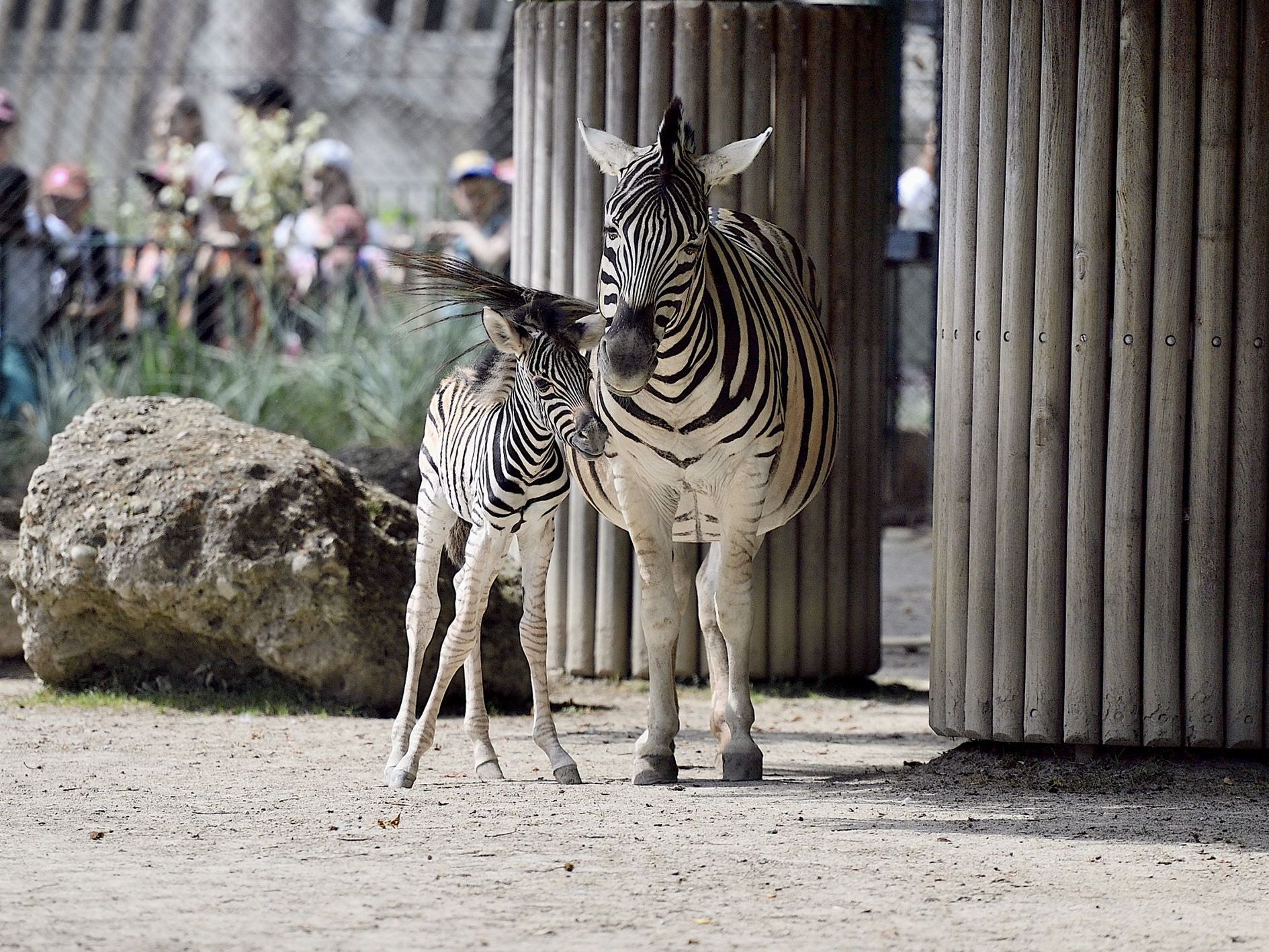 Das Zebrafohlen mit Mutter Wendy in Schönbrunn