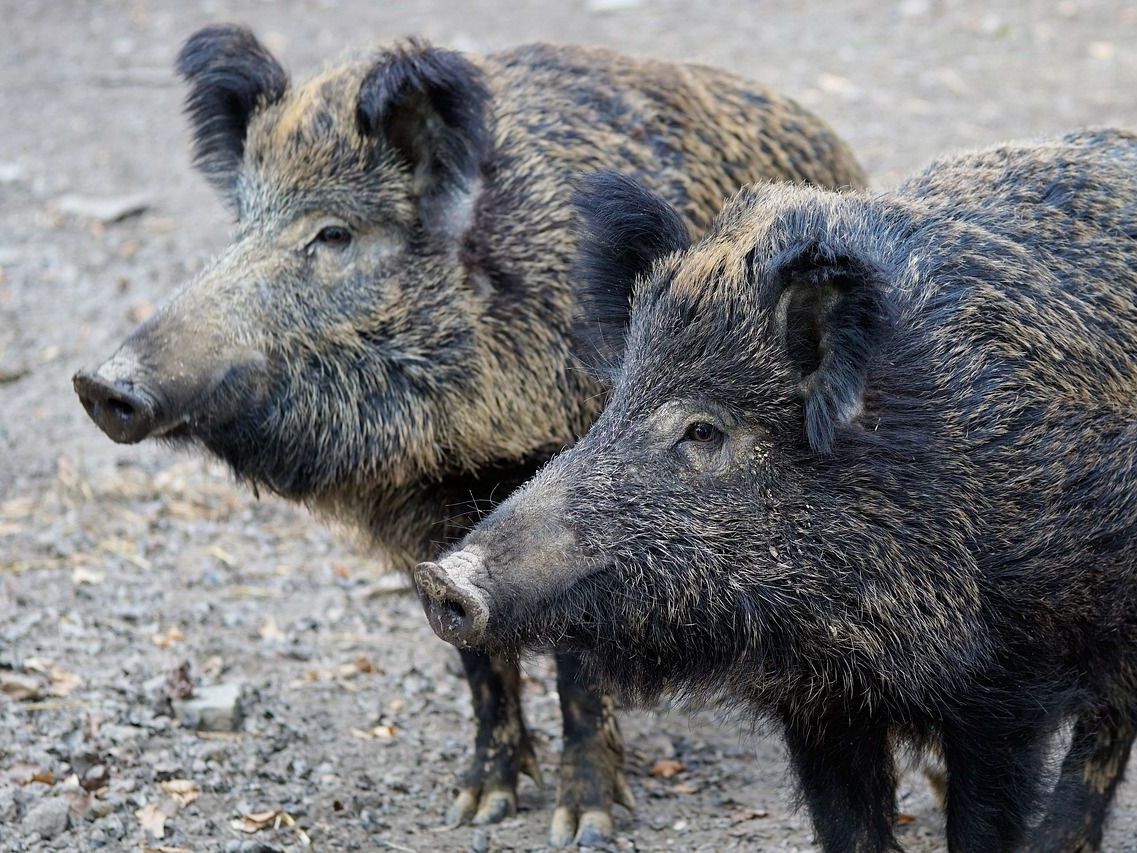 Ostösterreich ergreift Maßnahmen gegen die Ausbreitung der Afrikanischen Schweinepest. Ostösterreich ergreift Maßnahmen gegen die Ausbreitung der Afrikanischen Schweinepest.