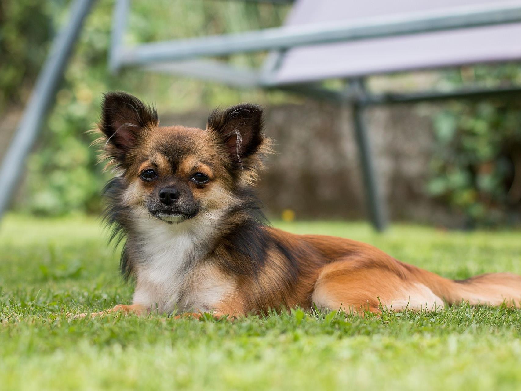 Auf den Hund gekommen - Wiener sind Chihuahua-Fans