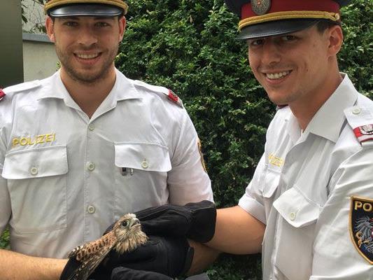 Polizisten konnten den jungen Falken in Wien-Alsergrund retten.