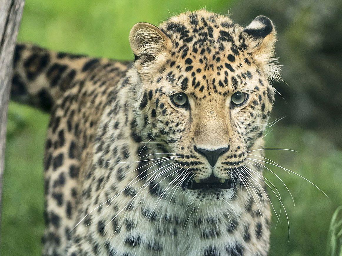 Der Schönbrunner Zoo hofft auf Amurleoparden-Nachwuchs.
