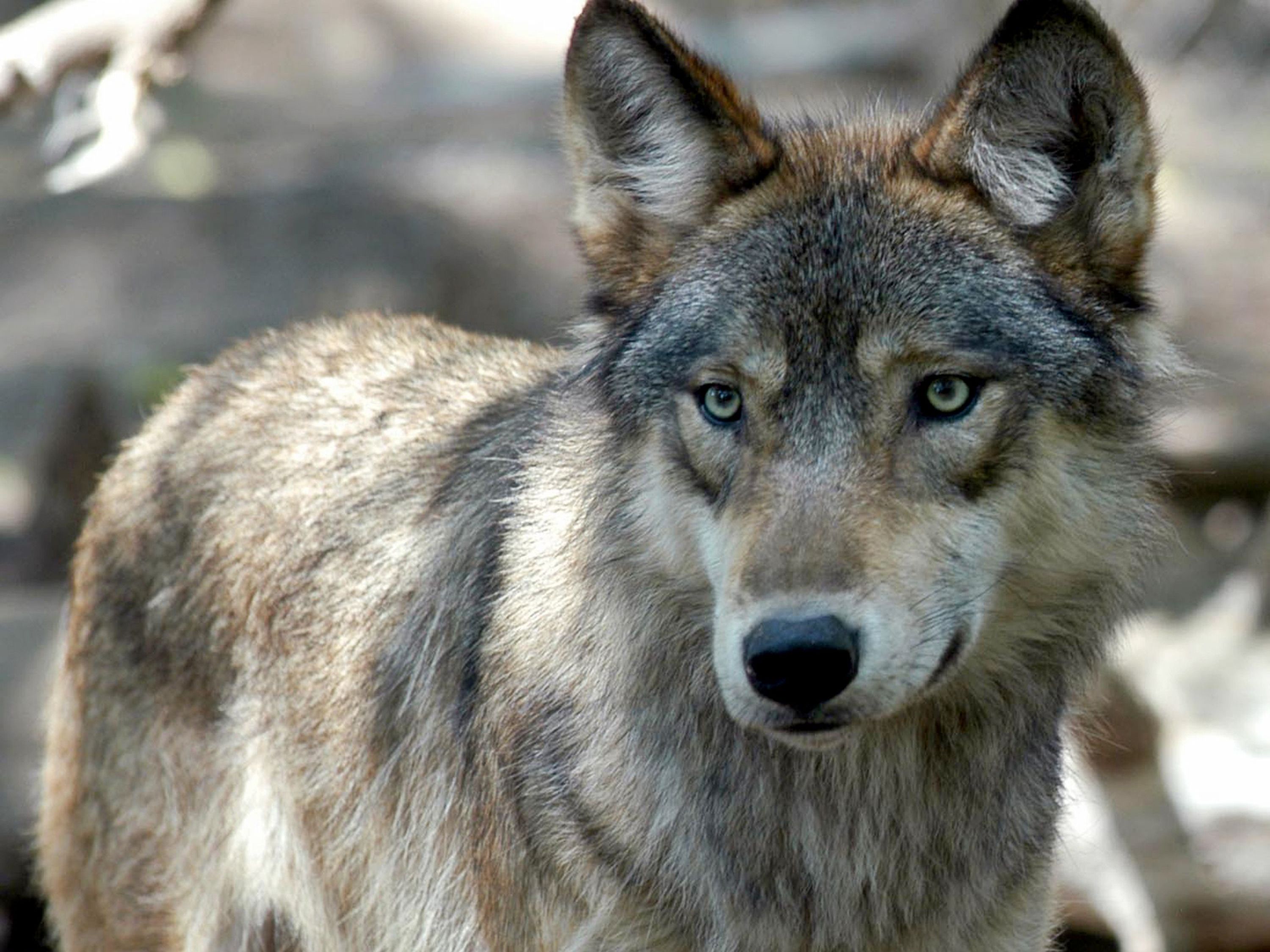 Der Wolf kehrt zurück: Der WWF Österreich fordert von der Politik Finanzierungen für den herdenschutz und eine funktionierende Schadesabwicklung. Der Wolf kehrt zurück: Der WWF Österreich fordert von der Politik Finanzierungen für den herdenschutz und eine funktionierende Schadesabwicklung.