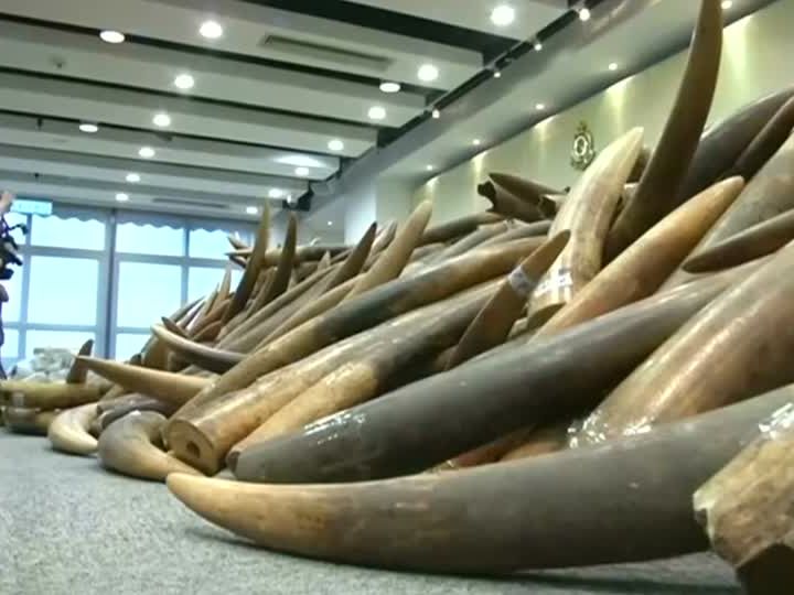 In China wurden sieben Tonnen Elfenbein beschlagnahmt. In China wurden sieben Tonnen Elfenbein beschlagnahmt.