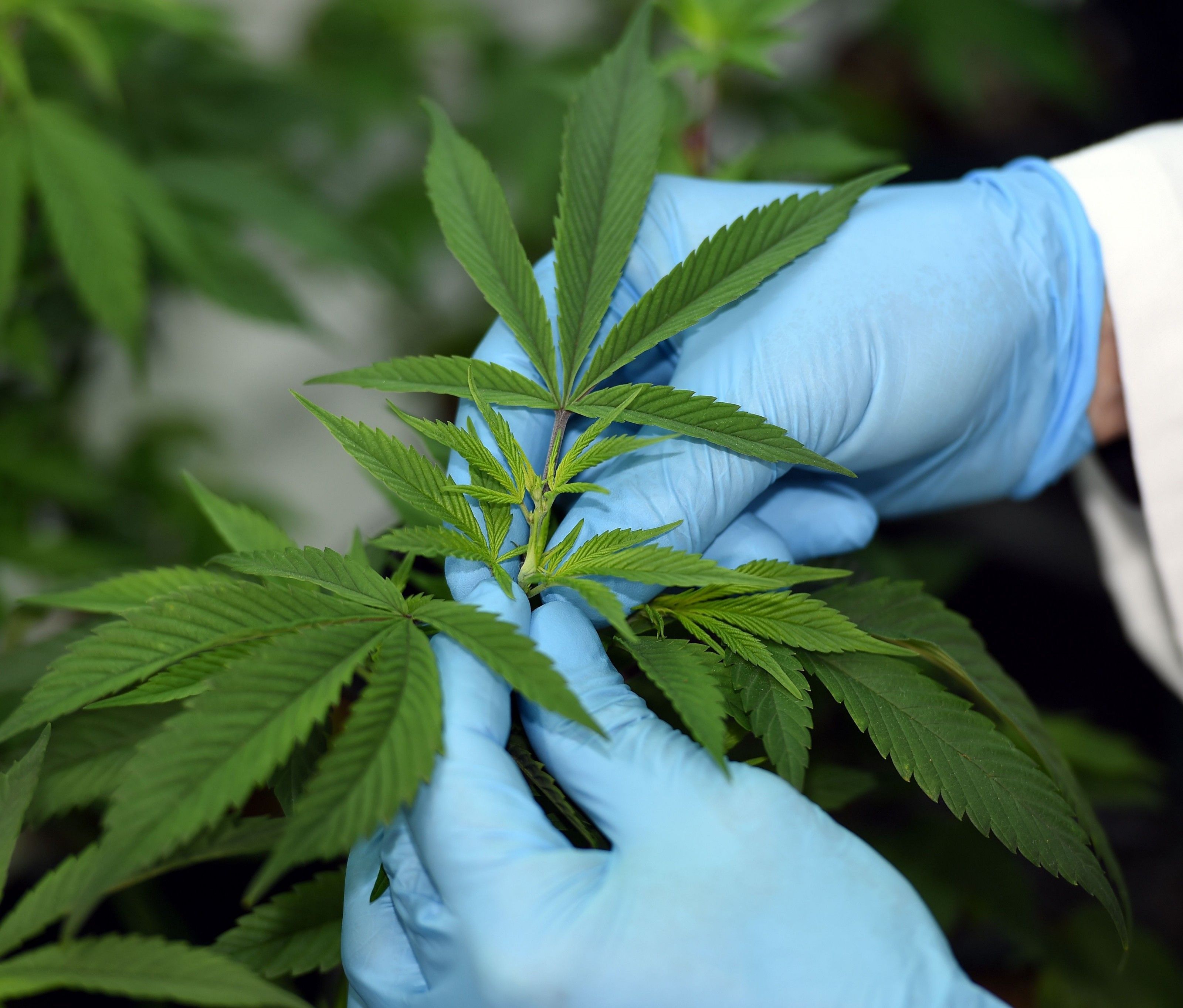 In Göttingen kämpft die Polizei derzeit gegen Cannabis-Pflanzen. In Göttingen kämpft die Polizei derzeit gegen Cannabis-Pflanzen.