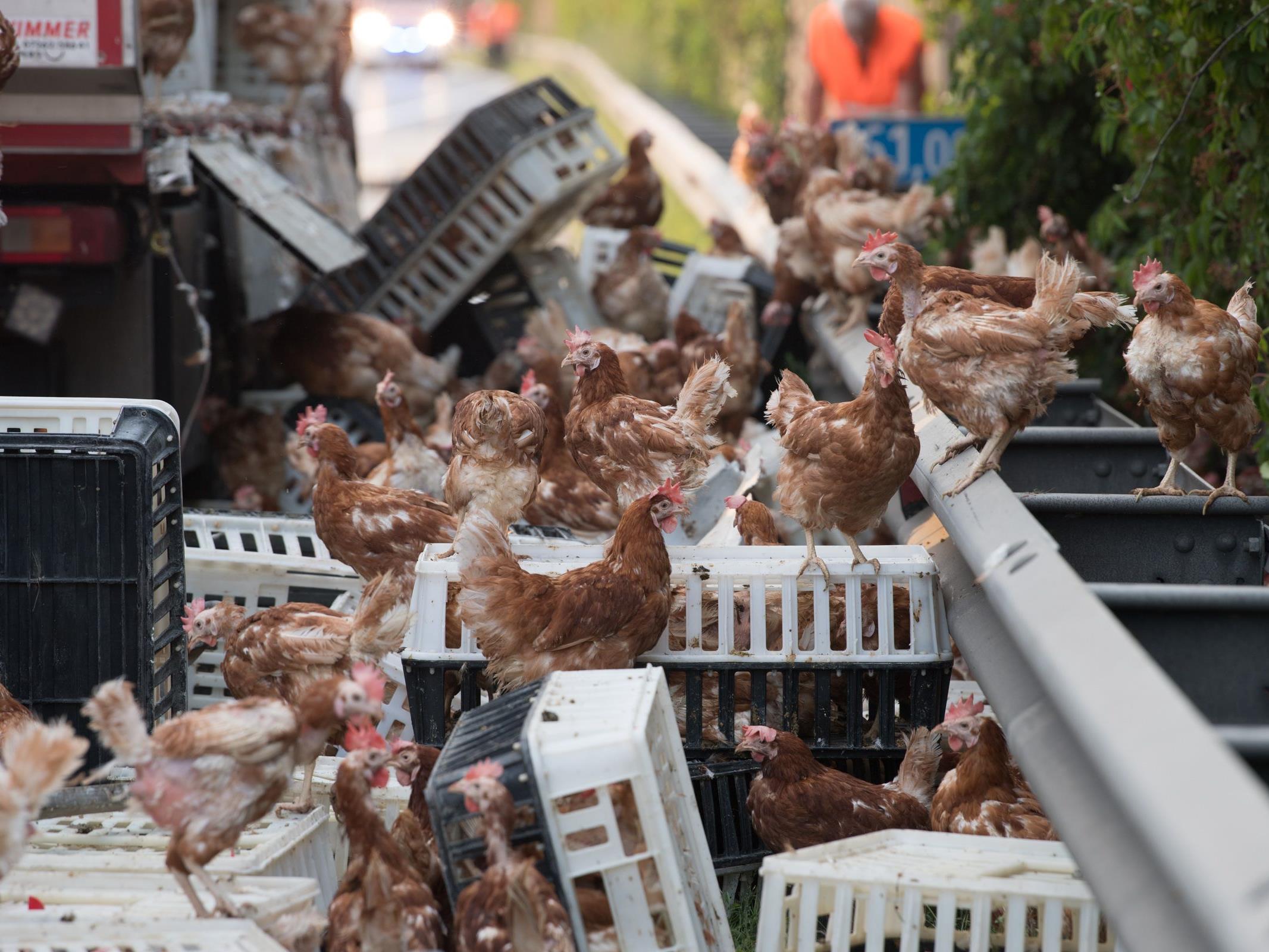 Tausende Hühner befanden sich nach einem Unfall eines Tiertransporters plötzlich auf der Autobahn.