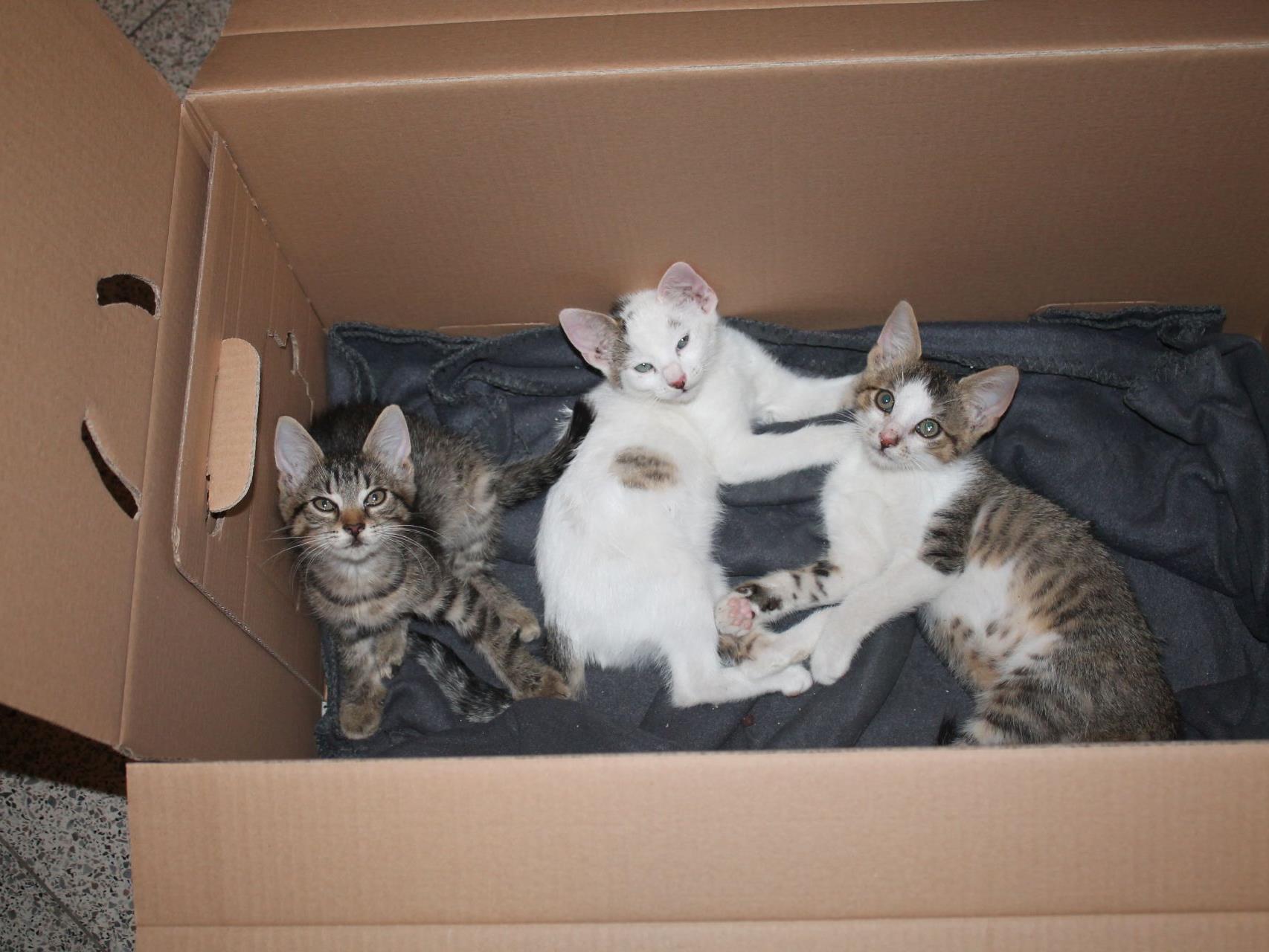 In diesem Karton setzten unbekannte Täter die Kitten aus