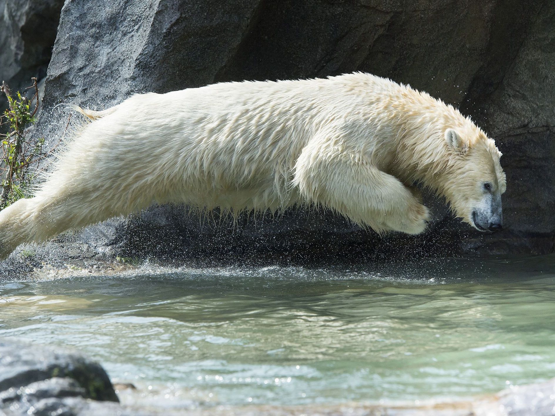 Die Eisbären in Schönbrunn gehen gerne baden Die Eisbären in Schönbrunn gehen gerne baden