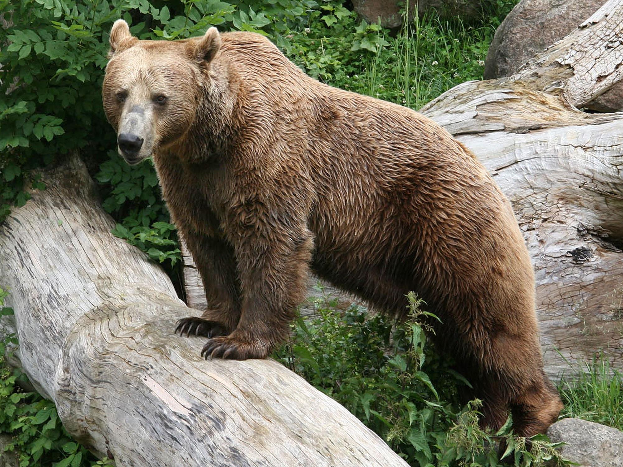 Über 30 Braunbären gibt es in der Region.