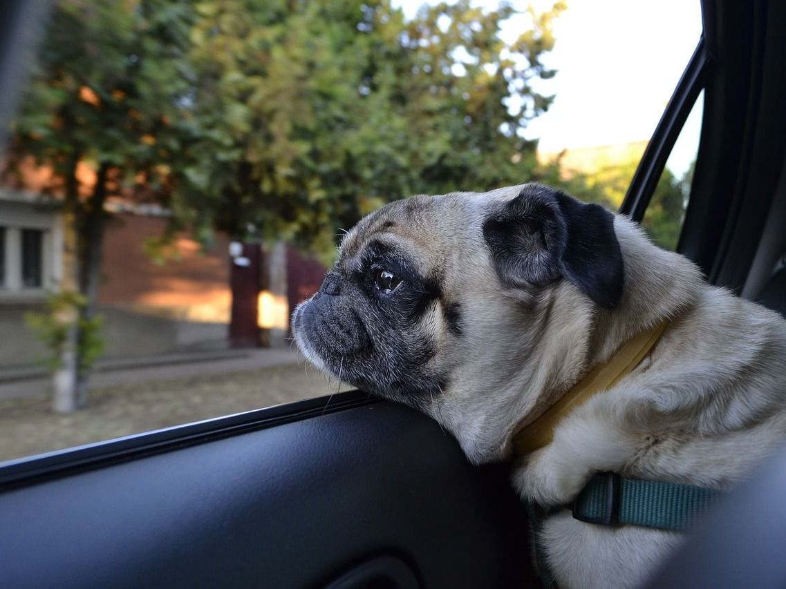Worauf Sie bei einer Urlaubsreise mit dem Hund achten sollten. Worauf Sie bei einer Urlaubsreise mit dem Hund achten sollten.