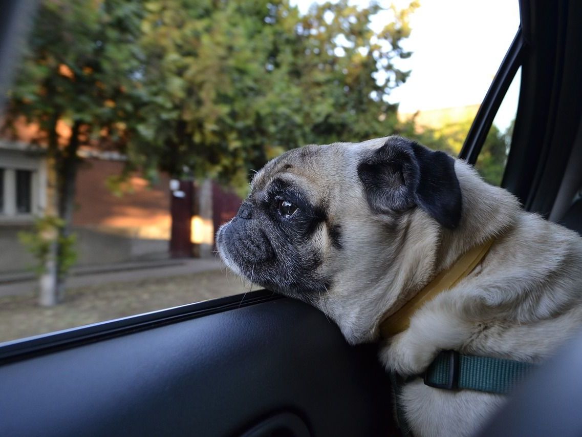 Worauf Sie bei einer Urlaubsreise mit dem Hund achten sollten.