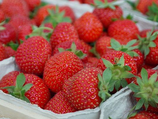 Die grünen Blätter der Erdbeeren sind laut einer Studie sehr gesund. Die grünen Blätter der Erdbeeren sind laut einer Studie sehr gesund.