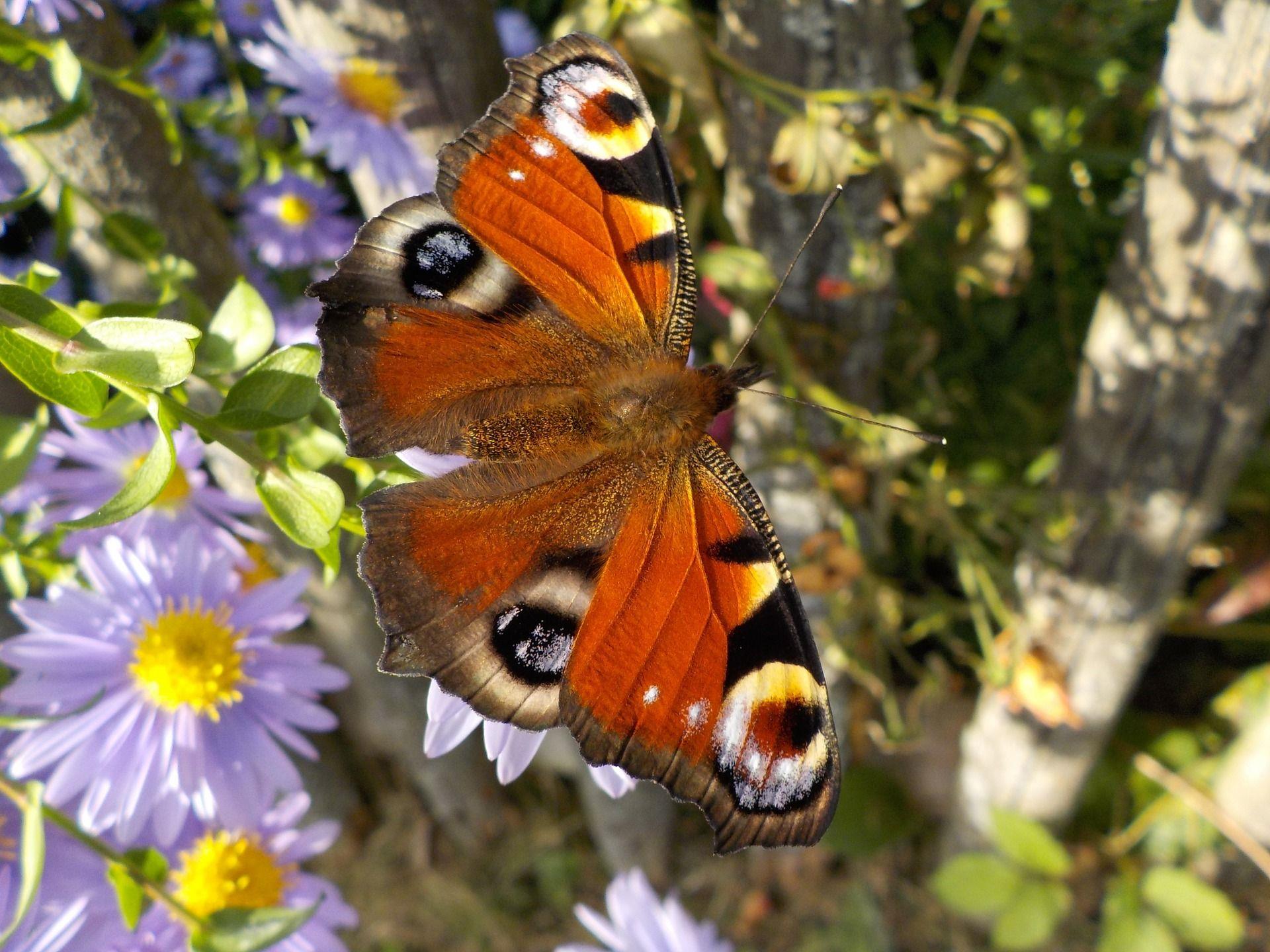Das Pfauenauge ist einer der bekanntesten heimischen Schmetterlinge