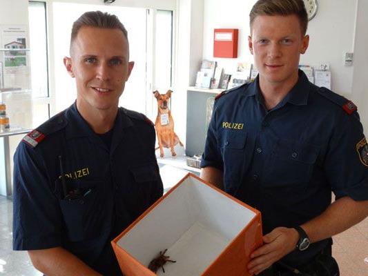 Die beiden Polizisten mit der gefundenen Vogelspinne