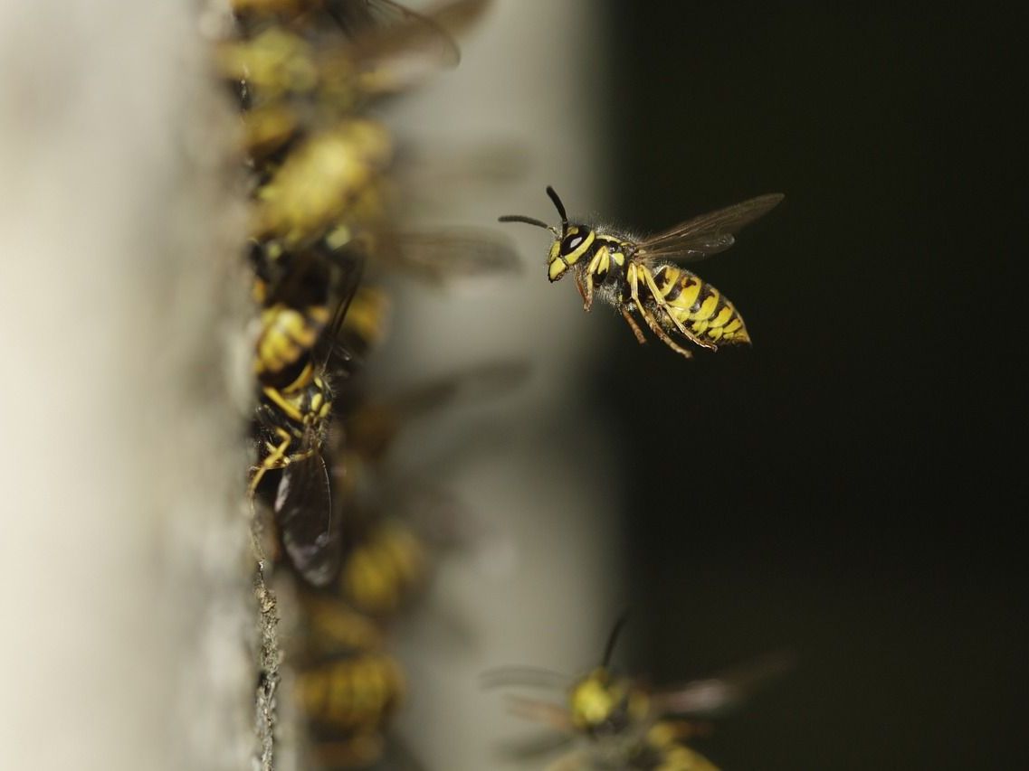 Nützliche Tipps nach Insektenstichen und Schlangenbissen. Nützliche Tipps nach Insektenstichen und Schlangenbissen.