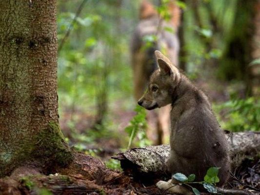 Am Truppenübungsplatz Allentsteig gibt es wieder Wolfnachwuchs. Am Truppenübungsplatz Allentsteig gibt es wieder Wolfnachwuchs.