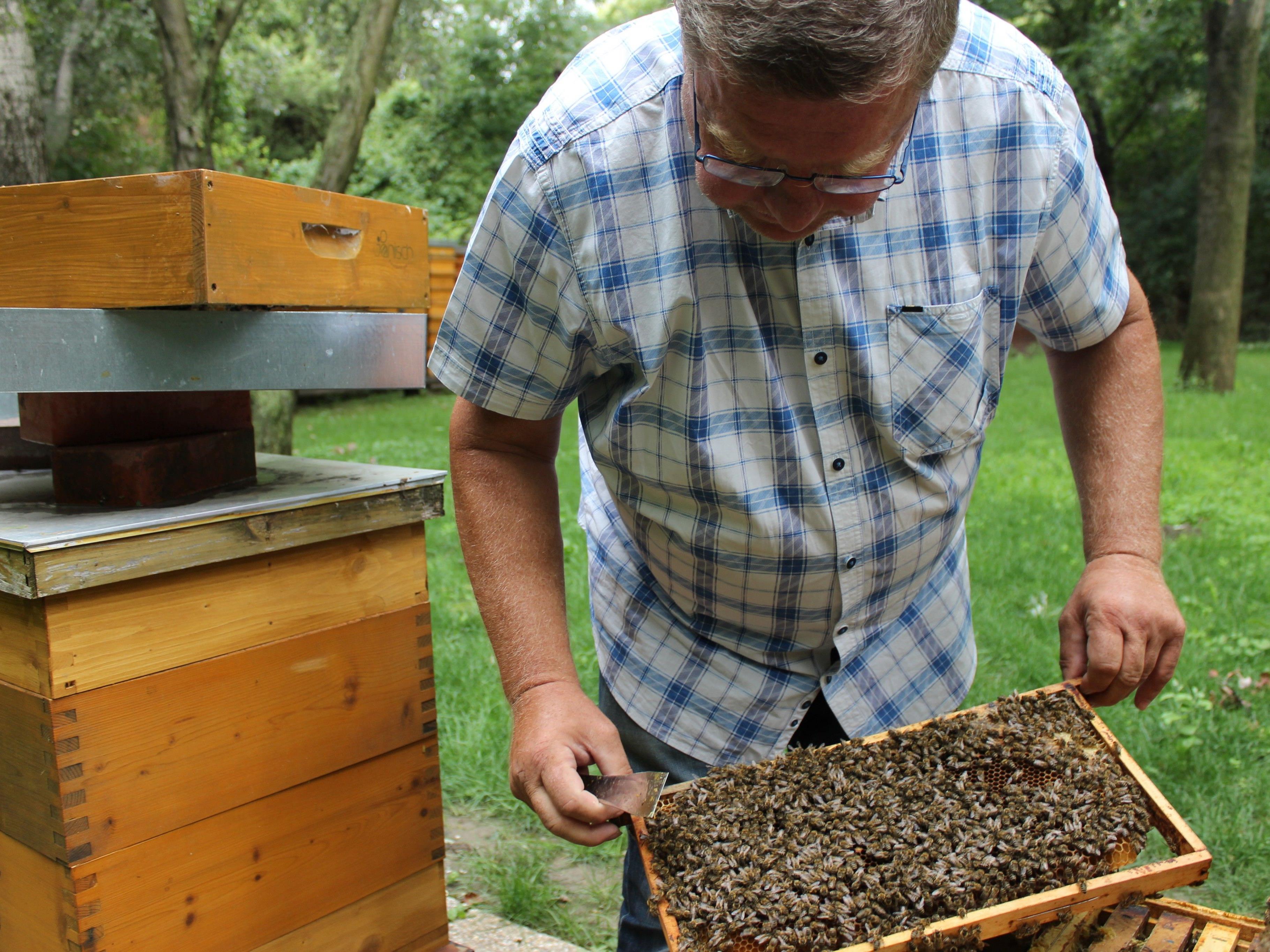 Imker Albert Schittenhelm wagt sich ohne Schutzanzug zu den Bienen.