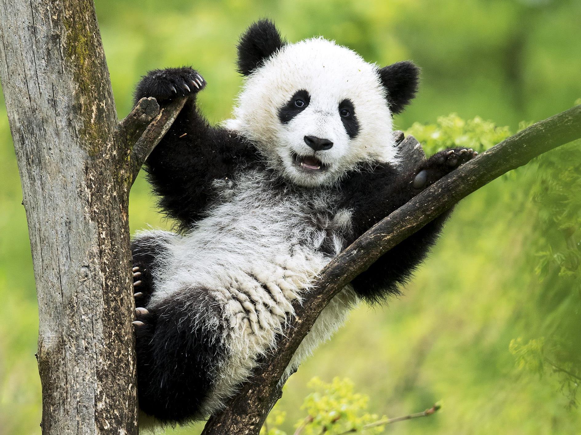 Die kleinen Pandas sind die absoluten Lieblinge der Besucher in Schönbrunn