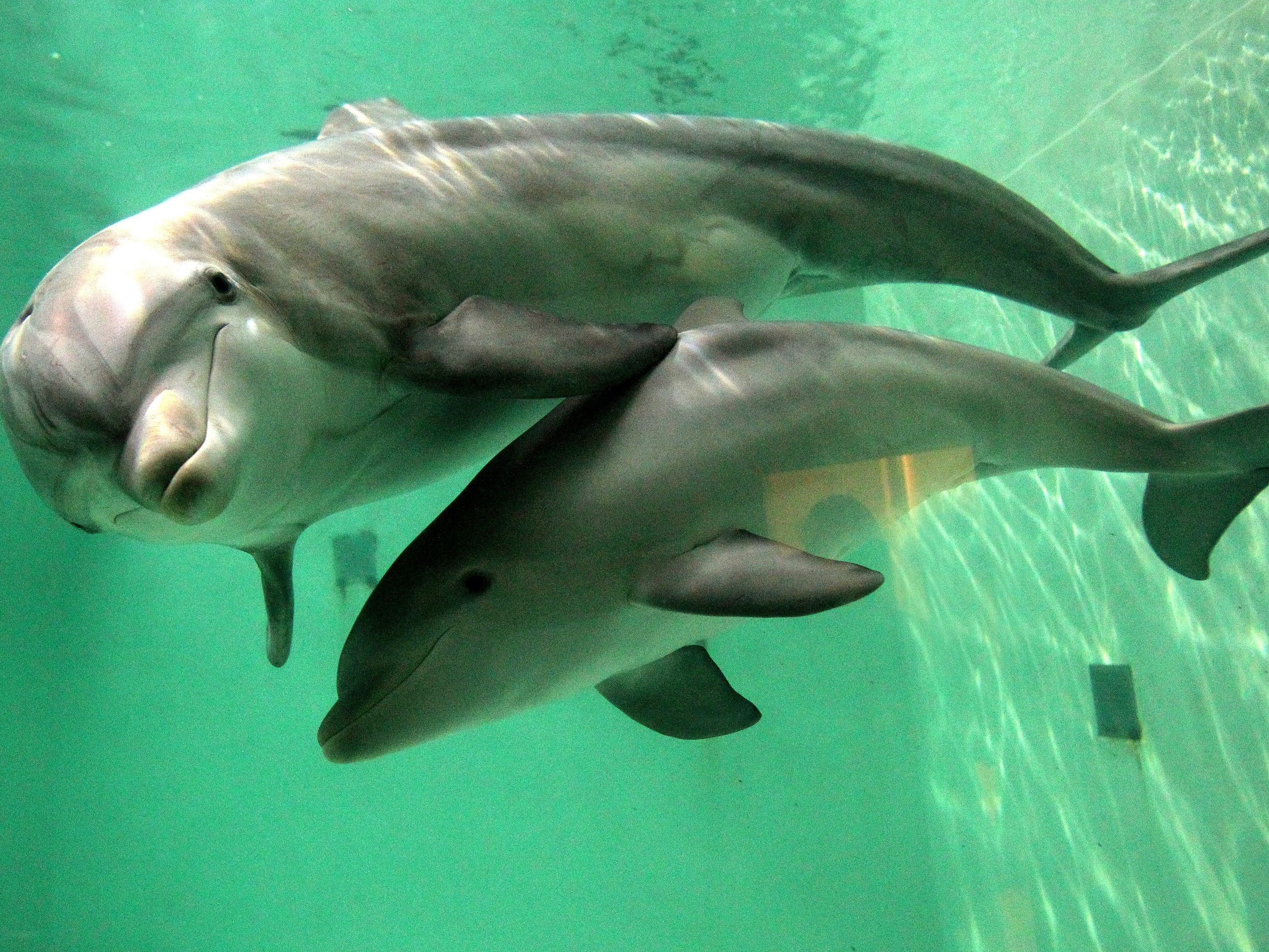 Der kleine Delfin strab vermutlich am Stress.