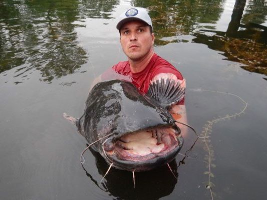 In der Alten Donau werden immer wieder riesige Welse entdeckt In der Alten Donau werden immer wieder riesige Welse entdeckt