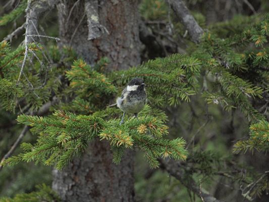 Mit ein wenig Glück entdeckt man besondere heimische Vogelarten Mit ein wenig Glück entdeckt man besondere heimische Vogelarten