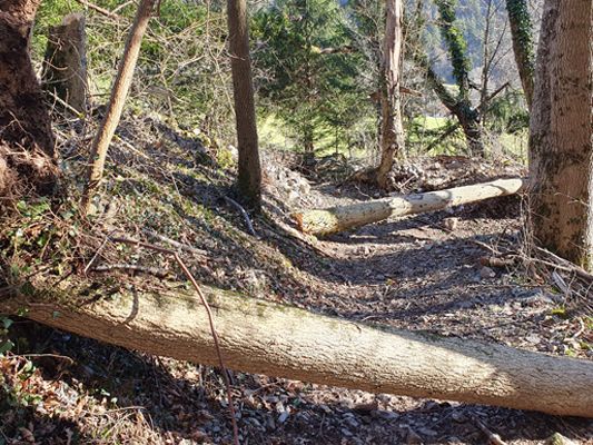 Der beliebte Wanderweg, der über den Montikel führt, ist nun wieder frei begehbar. Der beliebte Wanderweg, der über den Montikel führt, ist nun wieder frei begehbar.