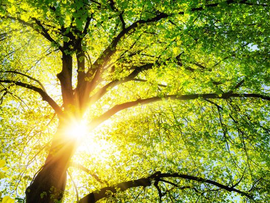 Ganz im Zeichen der Umwelt steht Bludenz im Juni. Ganz im Zeichen der Umwelt steht Bludenz im Juni.