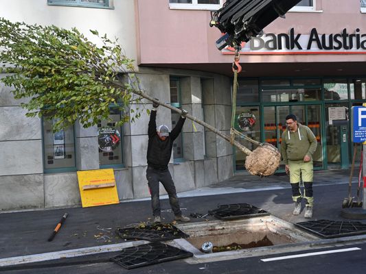 Die heimischen Baumarten wurden in der Untersteinstraße, Wichnerstraße und Sparkassenplatz gepflanzt. Die heimischen Baumarten wurden in der Untersteinstraße, Wichnerstraße und Sparkassenplatz gepflanzt.