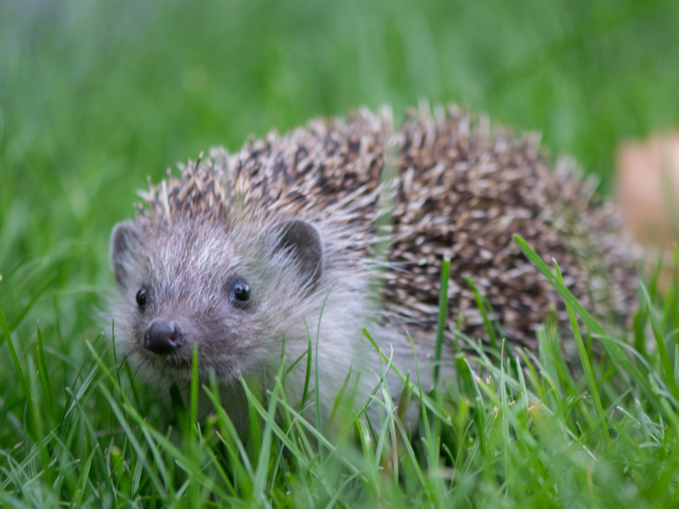 Der Igel ist das beliebteste Wildtier Österreichs. Der Igel ist das beliebteste Wildtier Österreichs.