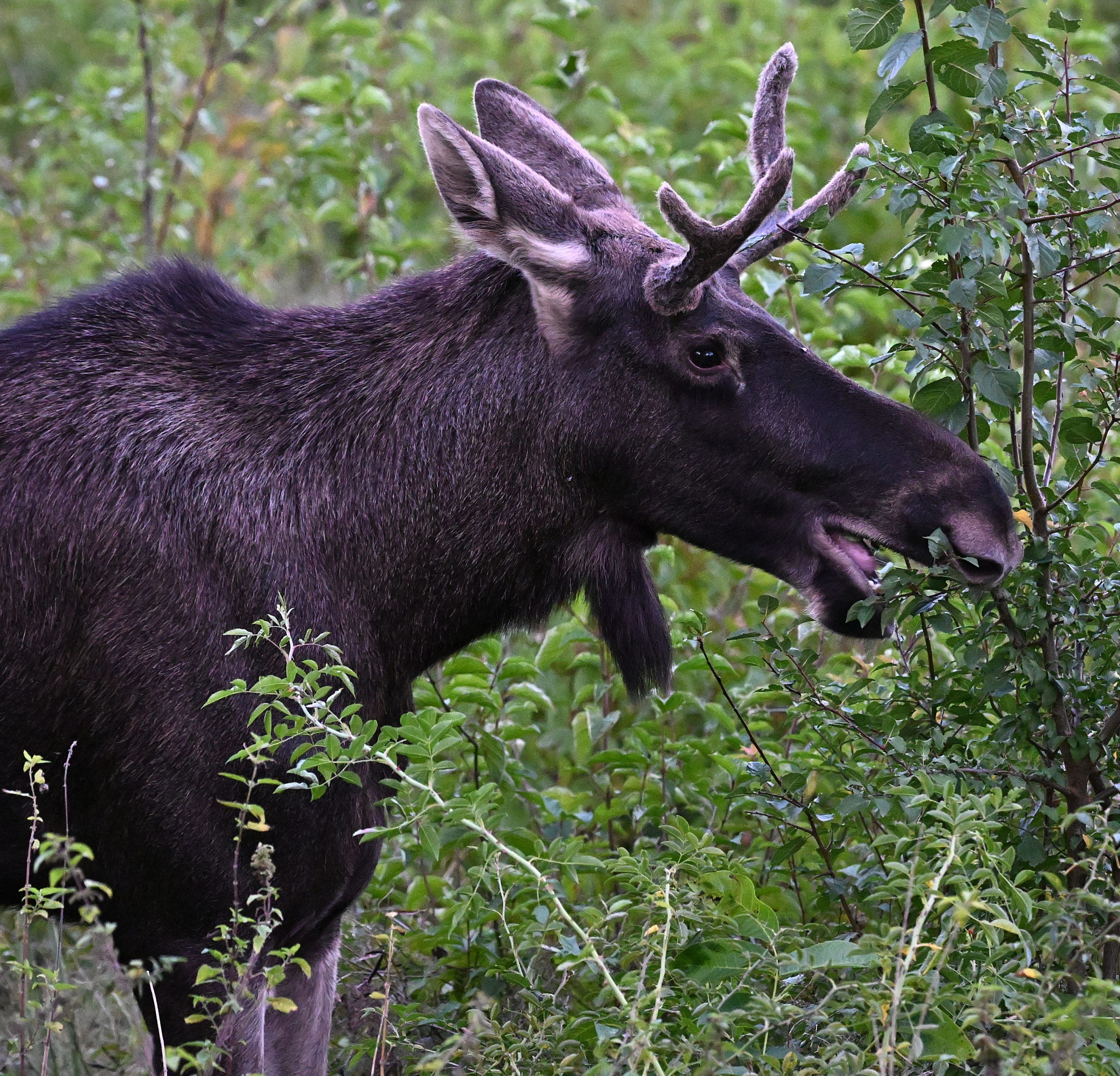 Bilder aus der Vergangenheit: Elch "Emil" in Niederösterreich. Bilder aus der Vergangenheit: Elch "Emil" in Niederösterreich.