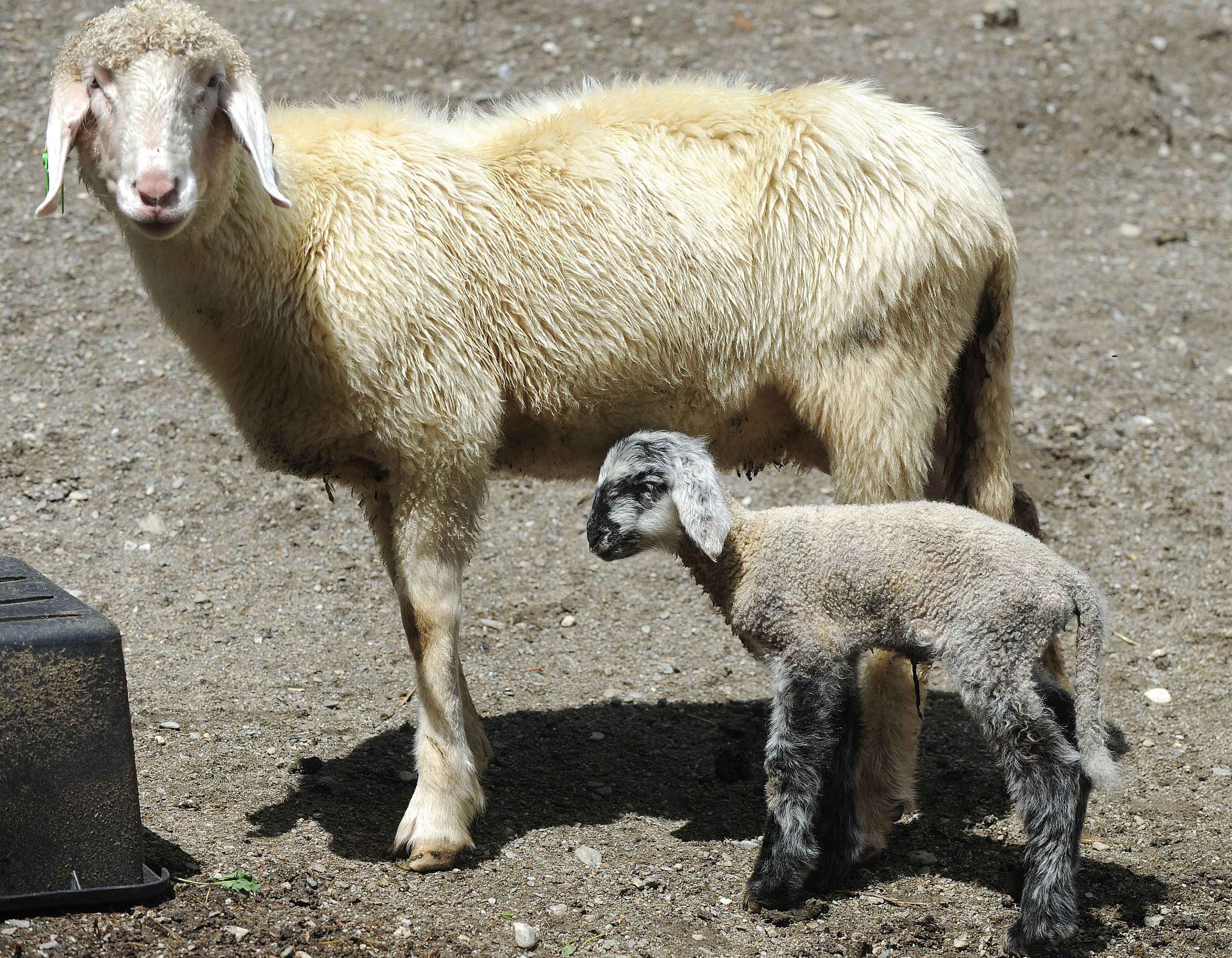 Ein Schaf und ein Junges. Ein Schaf und ein Junges.