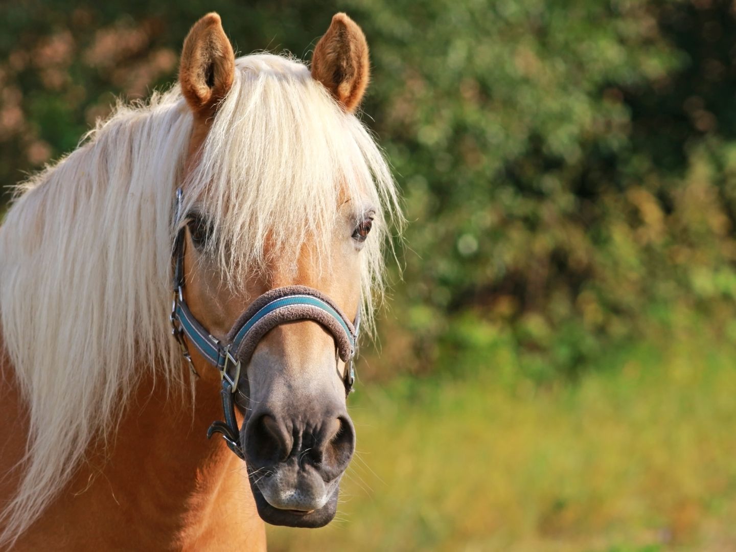 Das Pferd wurde tierärztlich versorgt. Das Pferd wurde tierärztlich versorgt.