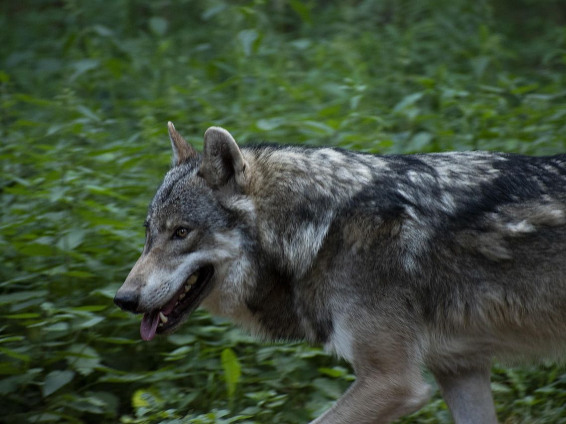 Erneut wurde in Niederösterreich ein Wolf erschossen. Erneut wurde in Niederösterreich ein Wolf erschossen.
